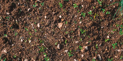 Soil with small green plants sprouting from it