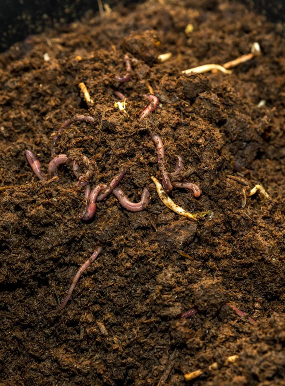Worms in a pile of dark brown soil